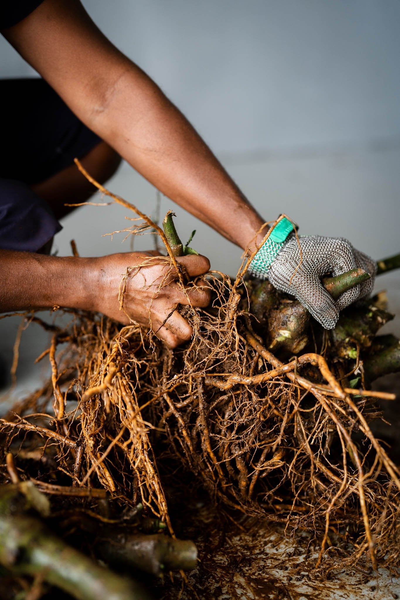 How Great Kava Powders are Made: Processing Steps (and Why Each One Matters)