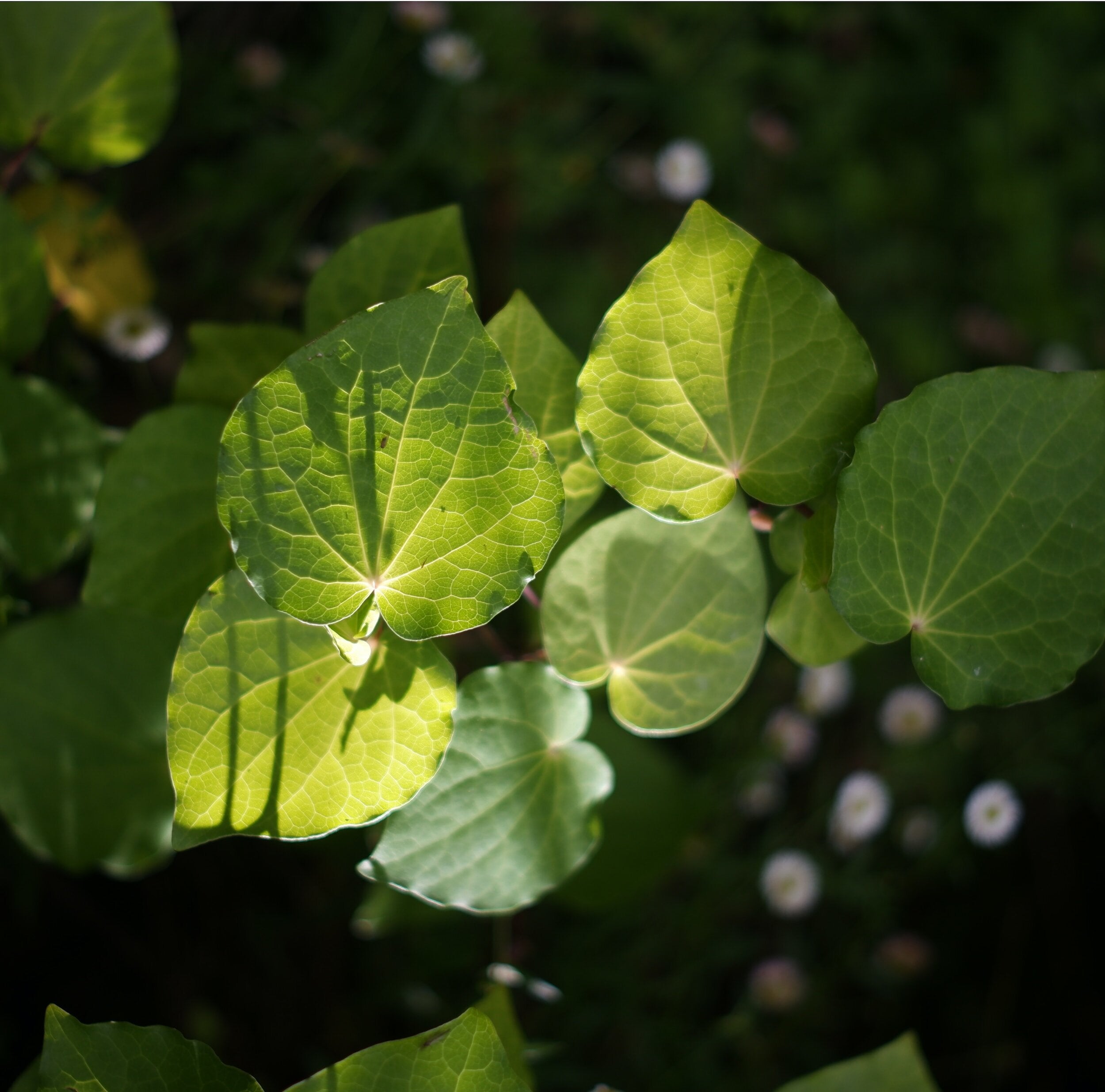 Heart-shaped leaves of a kawakawa plant (Piper excelsum), the New Zealand cousin of the Pacific kava plant