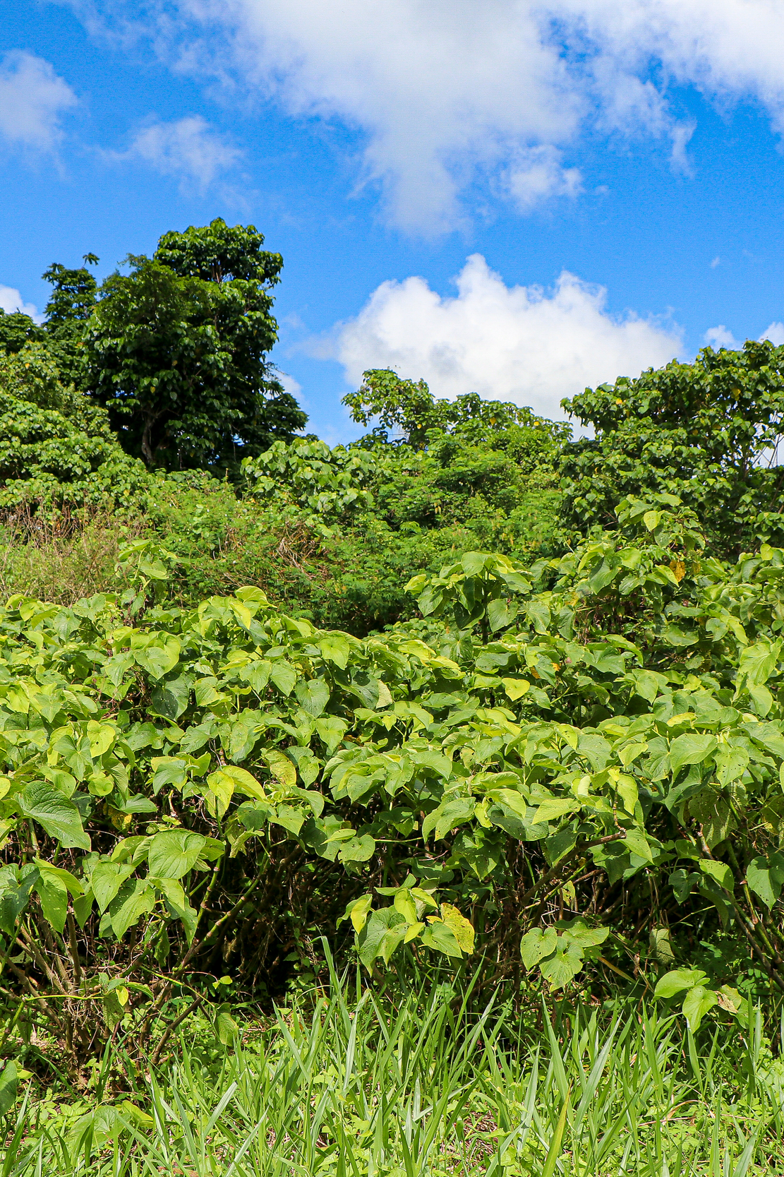 Melo Melo Single Cultivar Traditional Kava