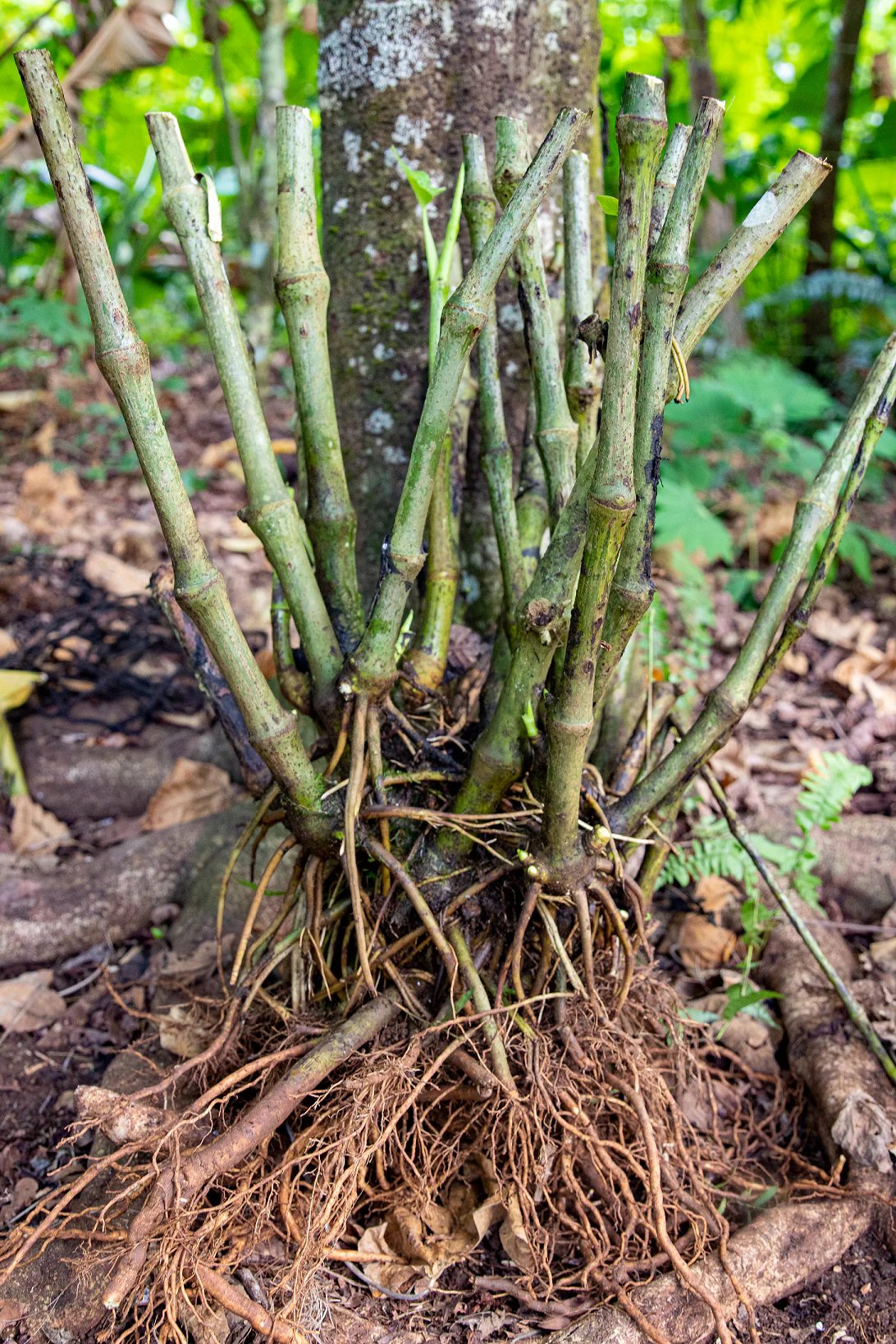 Base of a mature kava plant with thick stems and exposed rootstock
