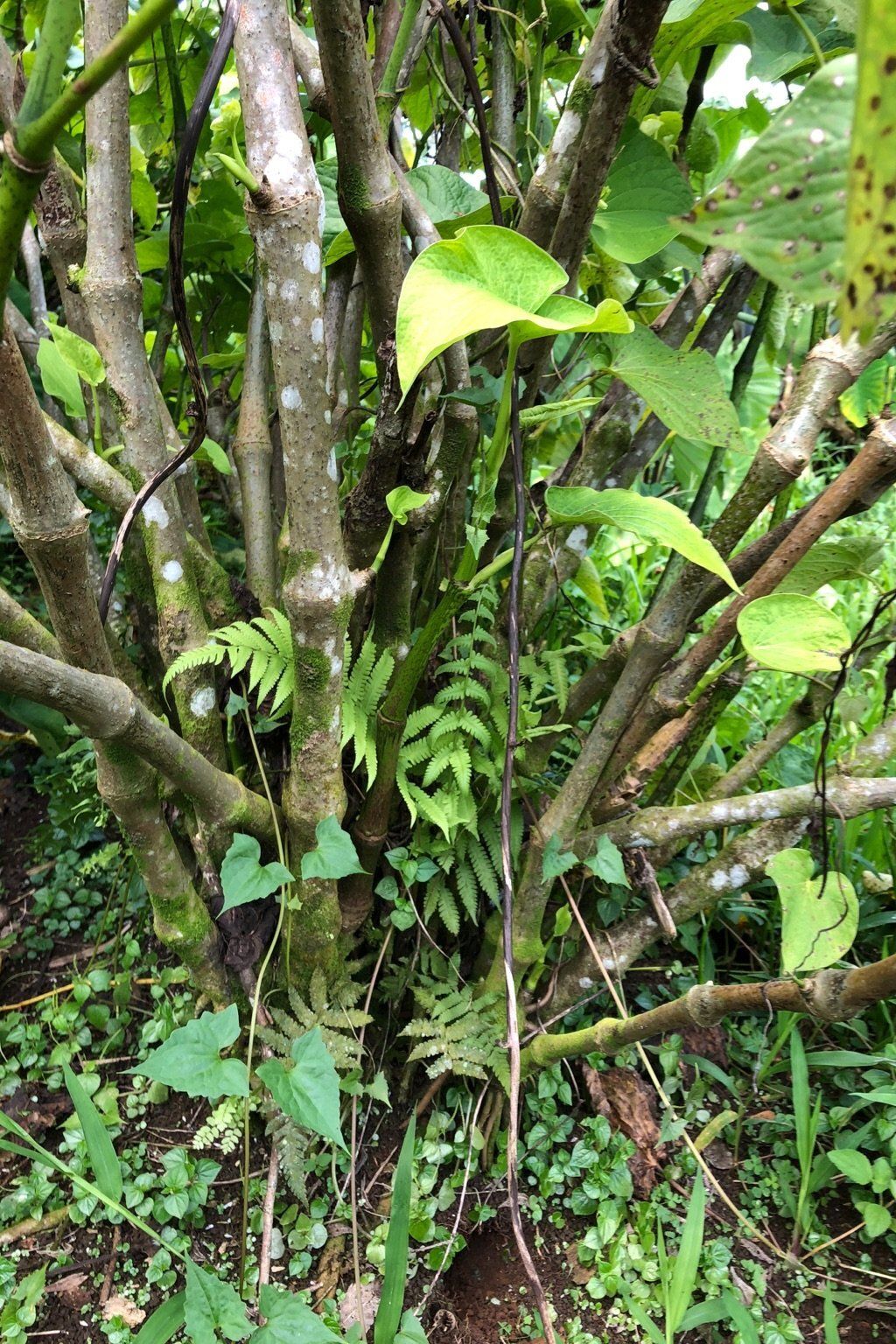 Palarasul Single Cultivar Traditional Kava