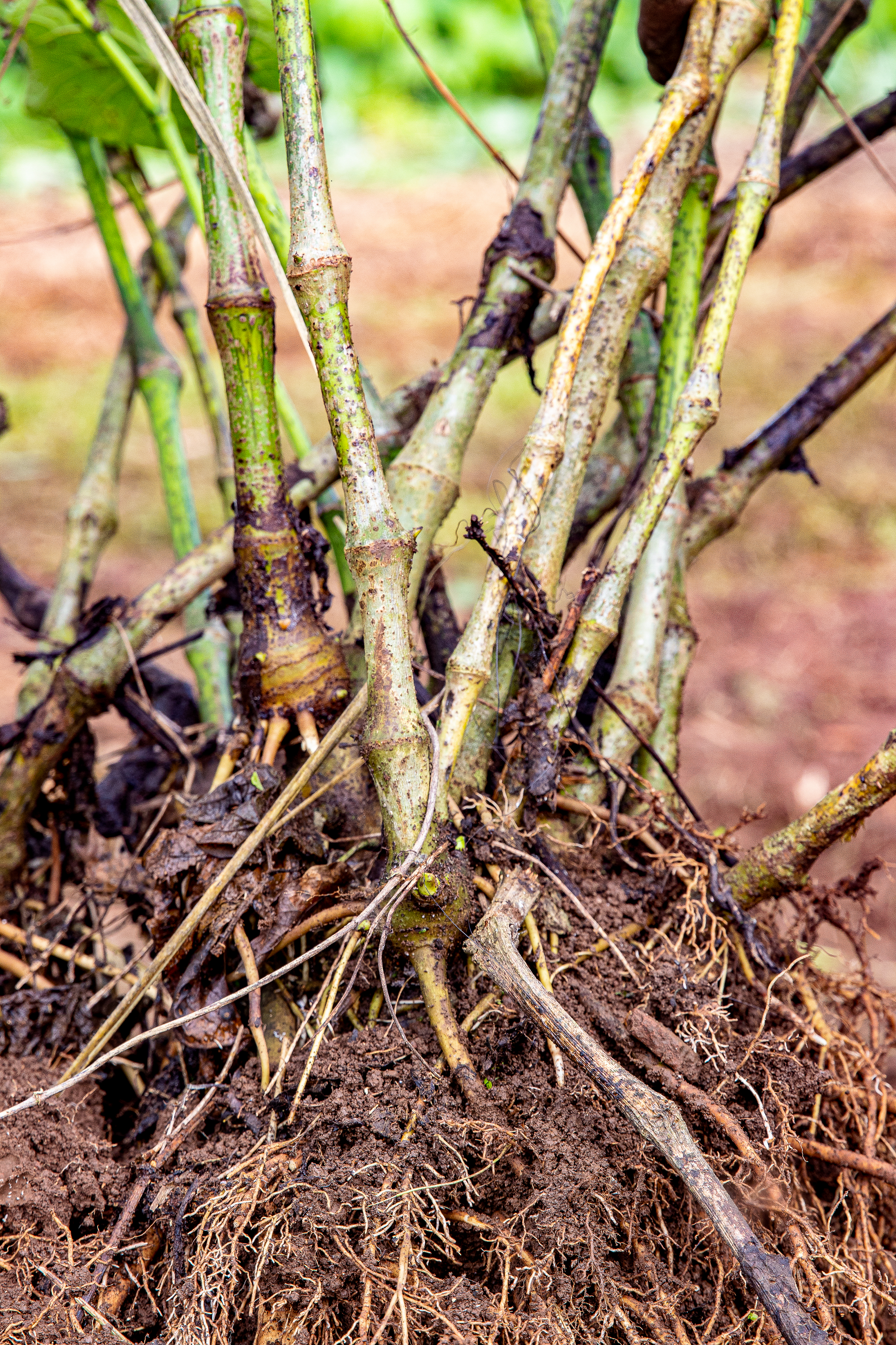 Melo Melo Single Cultivar Traditional Kava