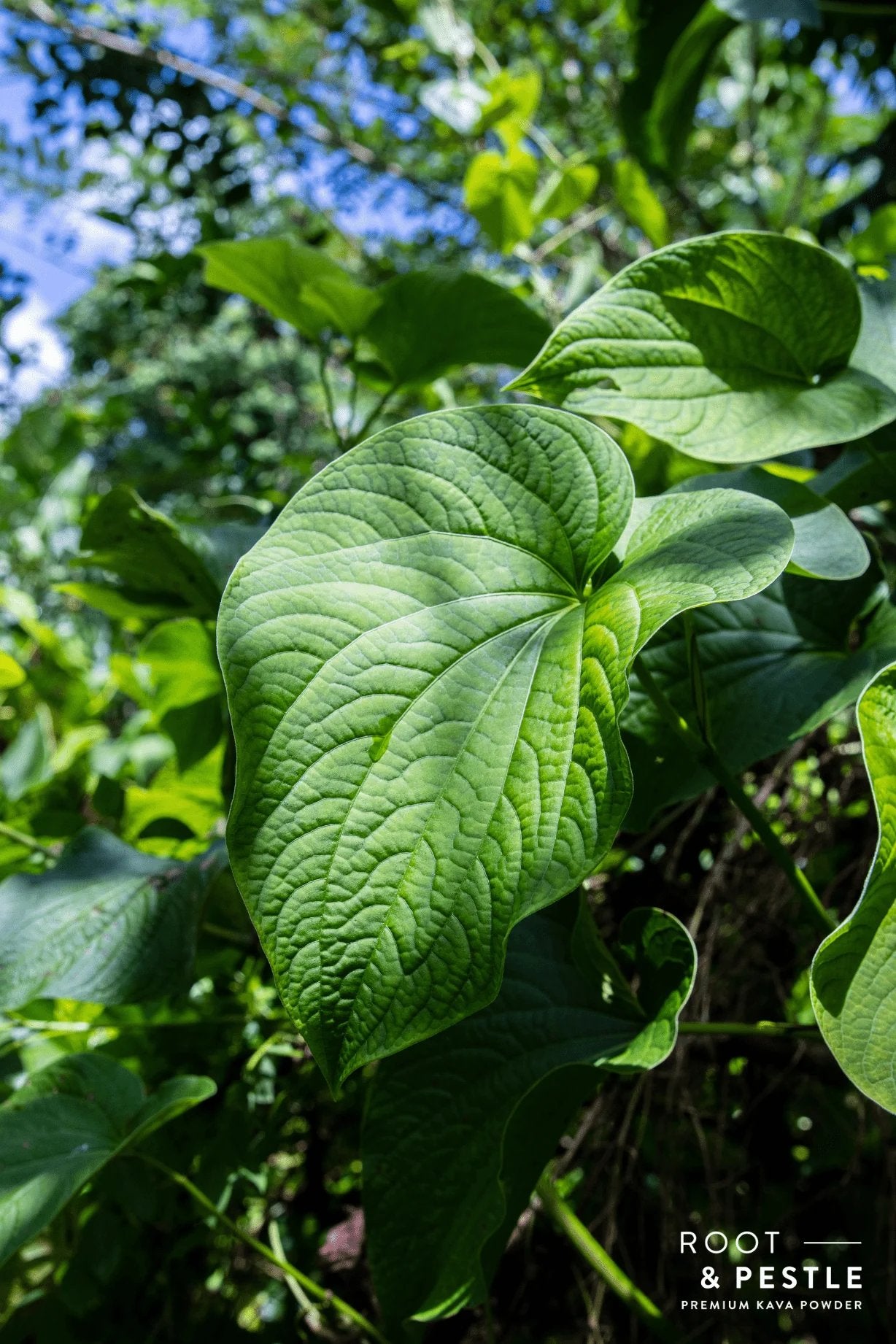 Kava plant leaves in a Vanuatu garden