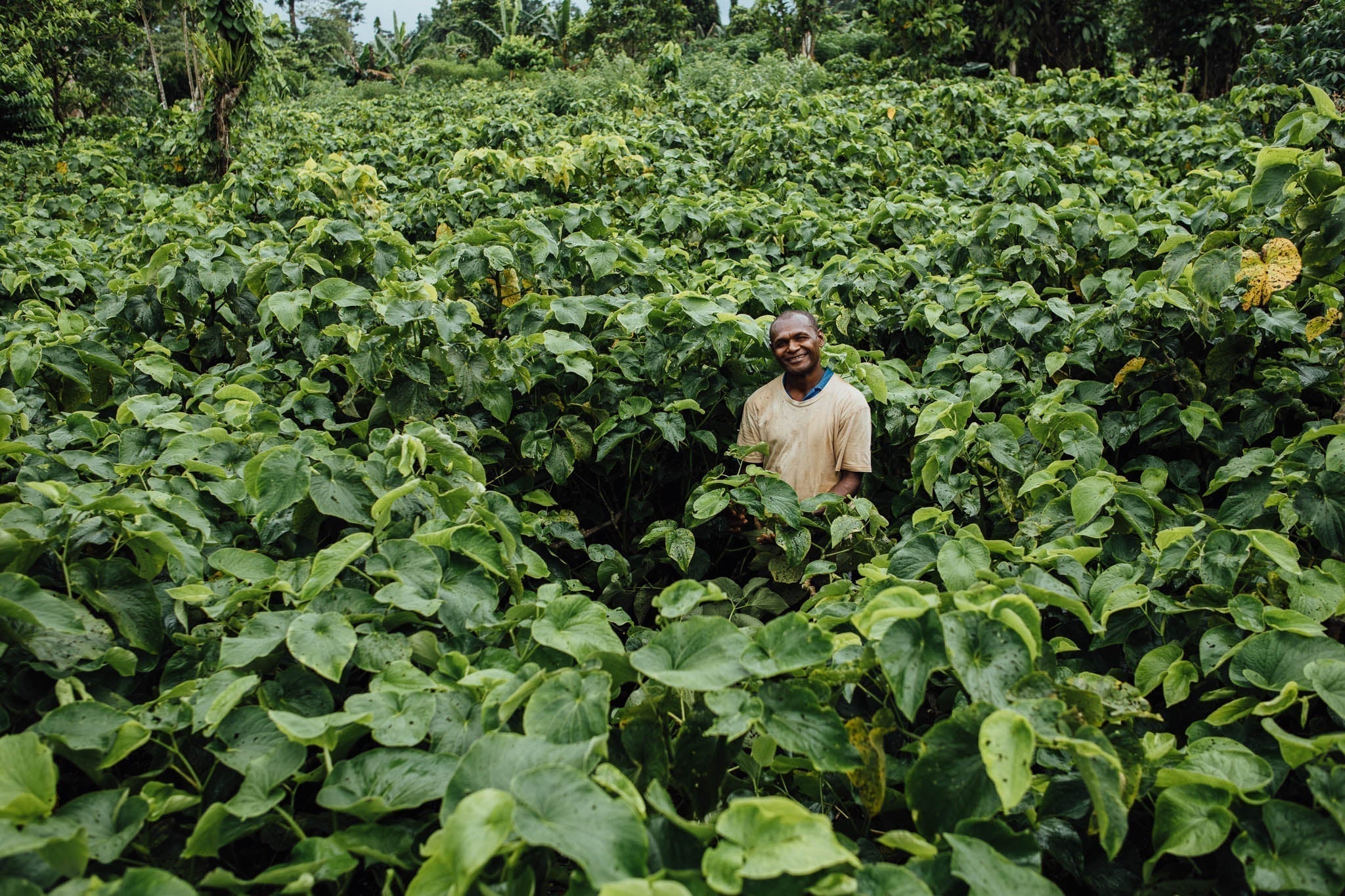 What Determines the Price of Kava? Can Good Kava Be Cheap?