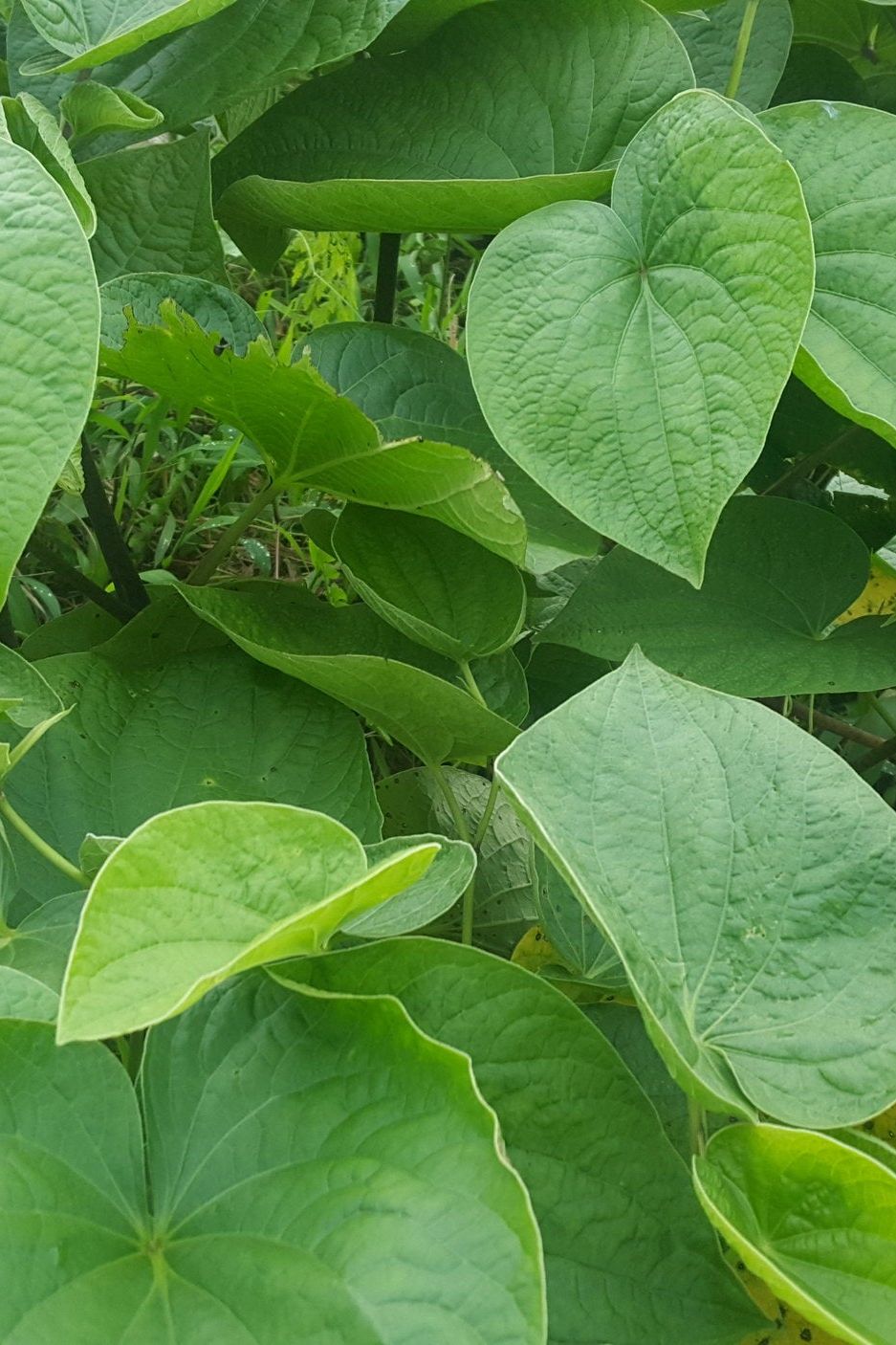 Pacific Elixir Traditional Kava