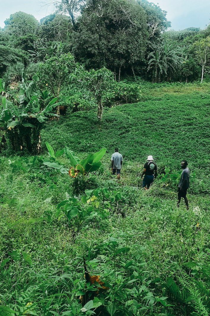 Puariki Single Cultivar Traditional Kava