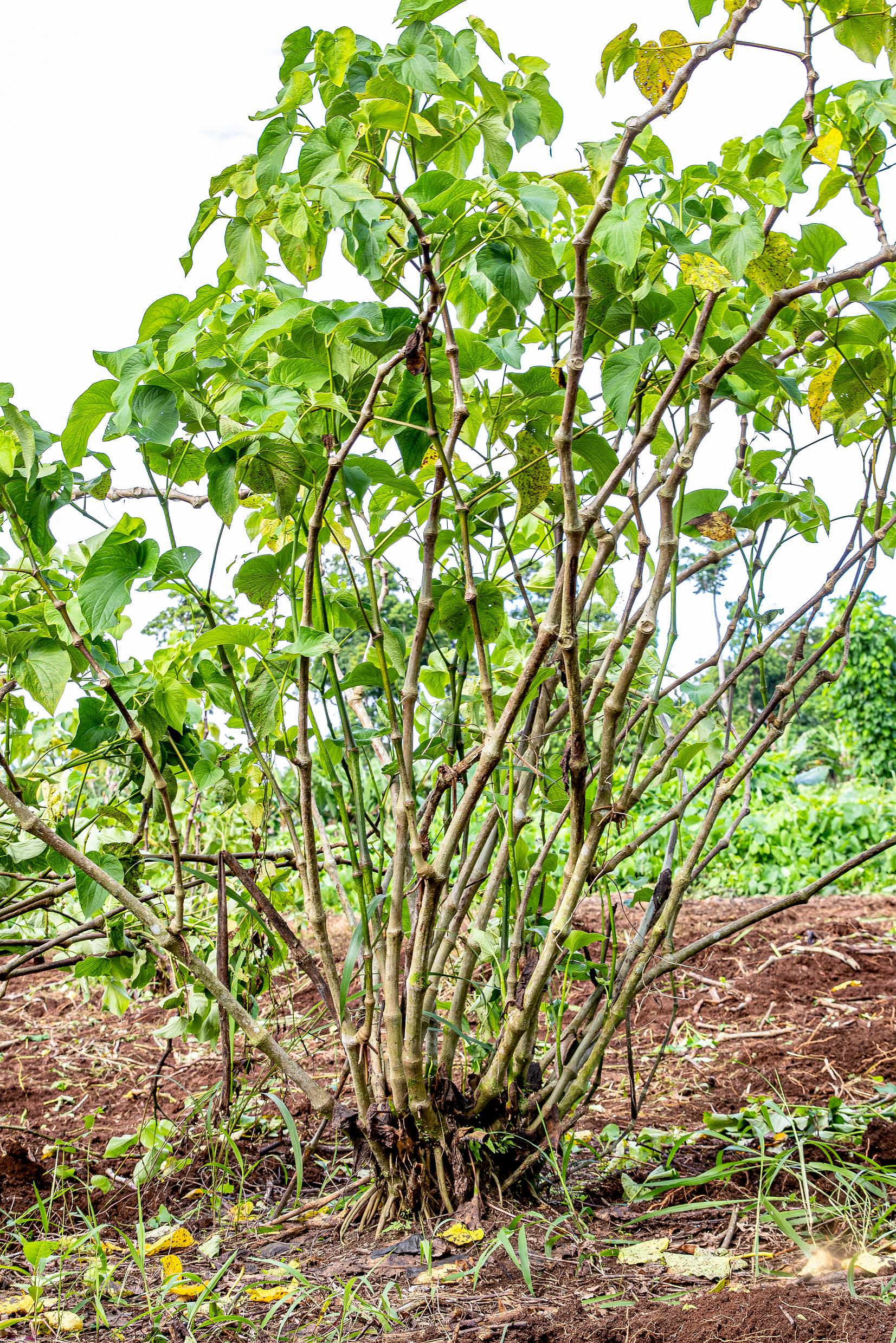 Borogoru Single Cultivar Traditional Kava