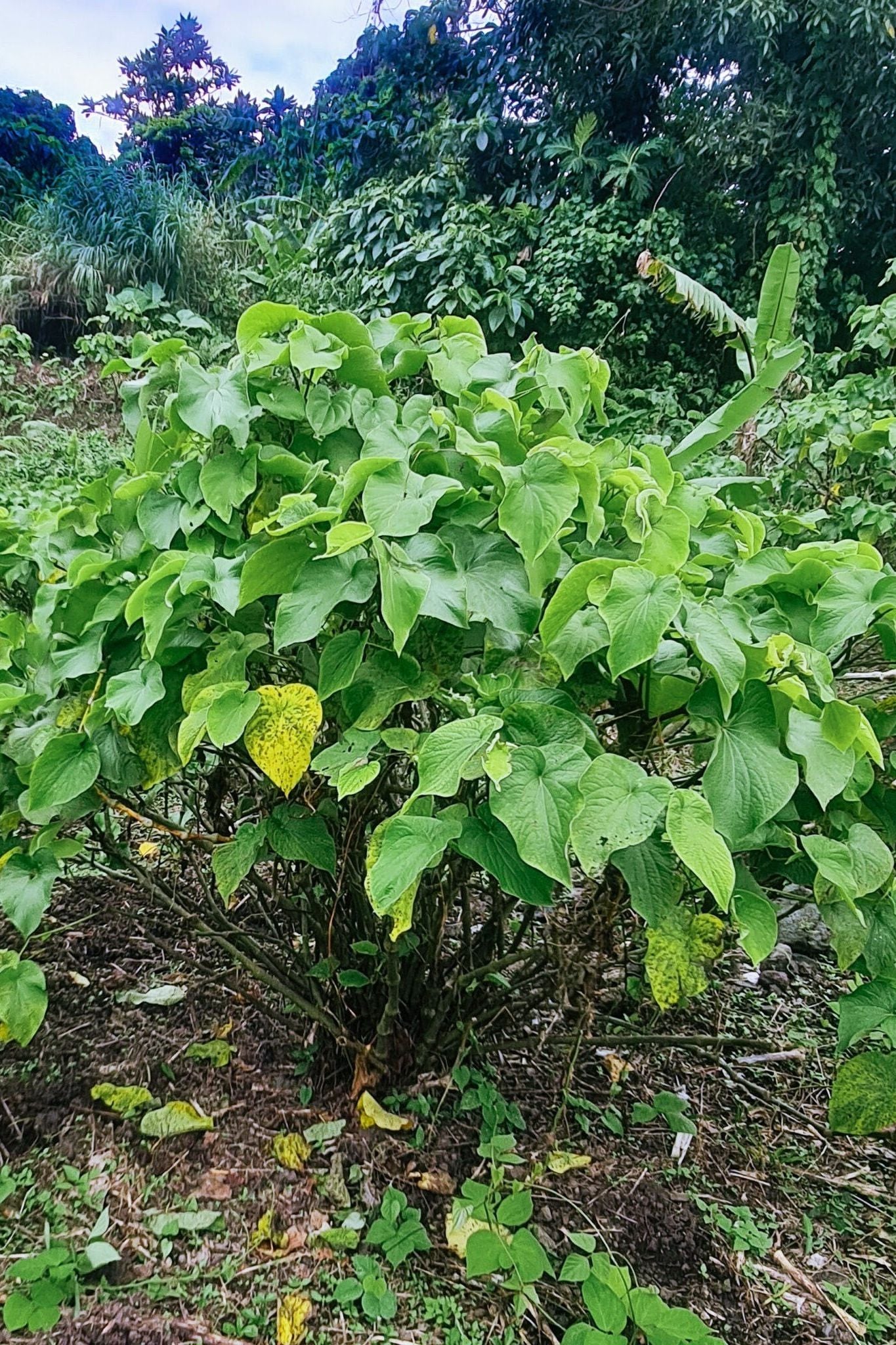 Puariki Single Cultivar Traditional Kava