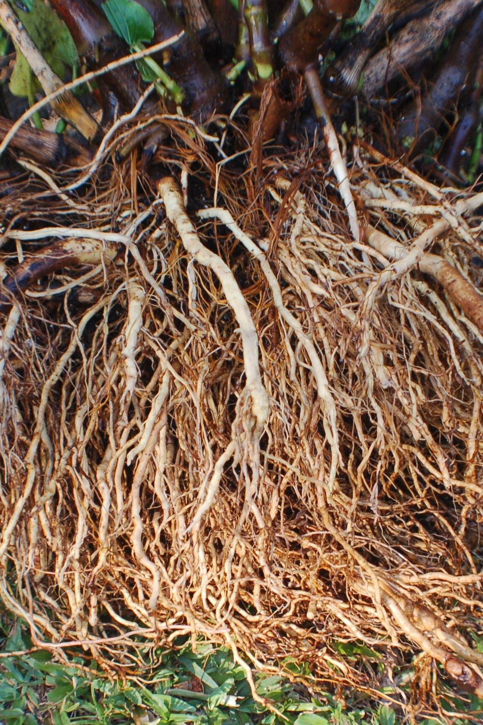 Pacific Elixir Traditional Kava