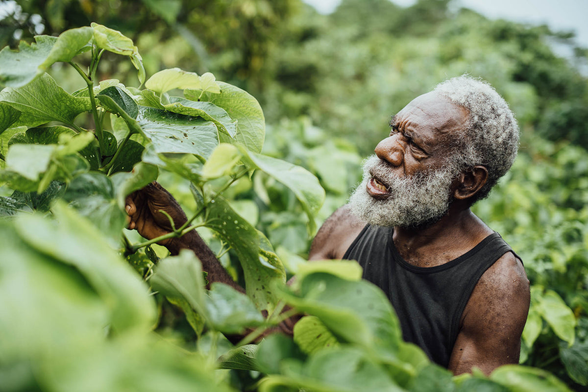Vanuatu farmer tending mature kava plants in a lush green garden