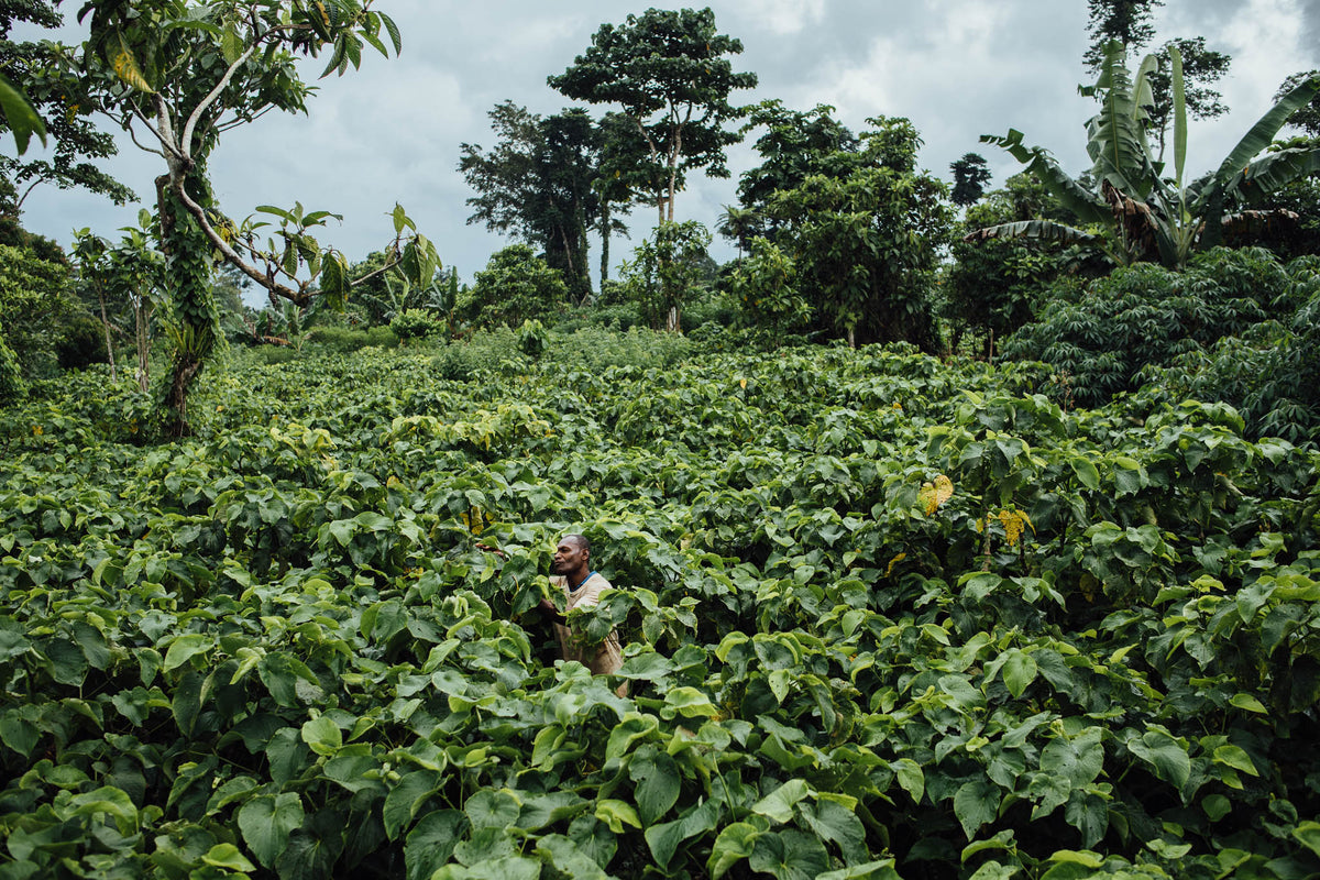 Kava Distribution Map Shop All Kava | Noble Single Cultivars and Blends | The Kava Society NZ