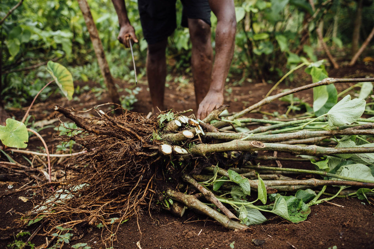 Freshly harvested kava roots being trimmed in a garden in Vanuatu