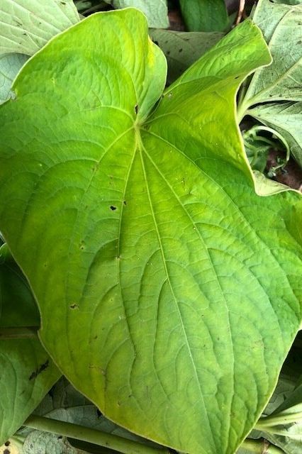 Palarasul Single Cultivar Traditional Kava