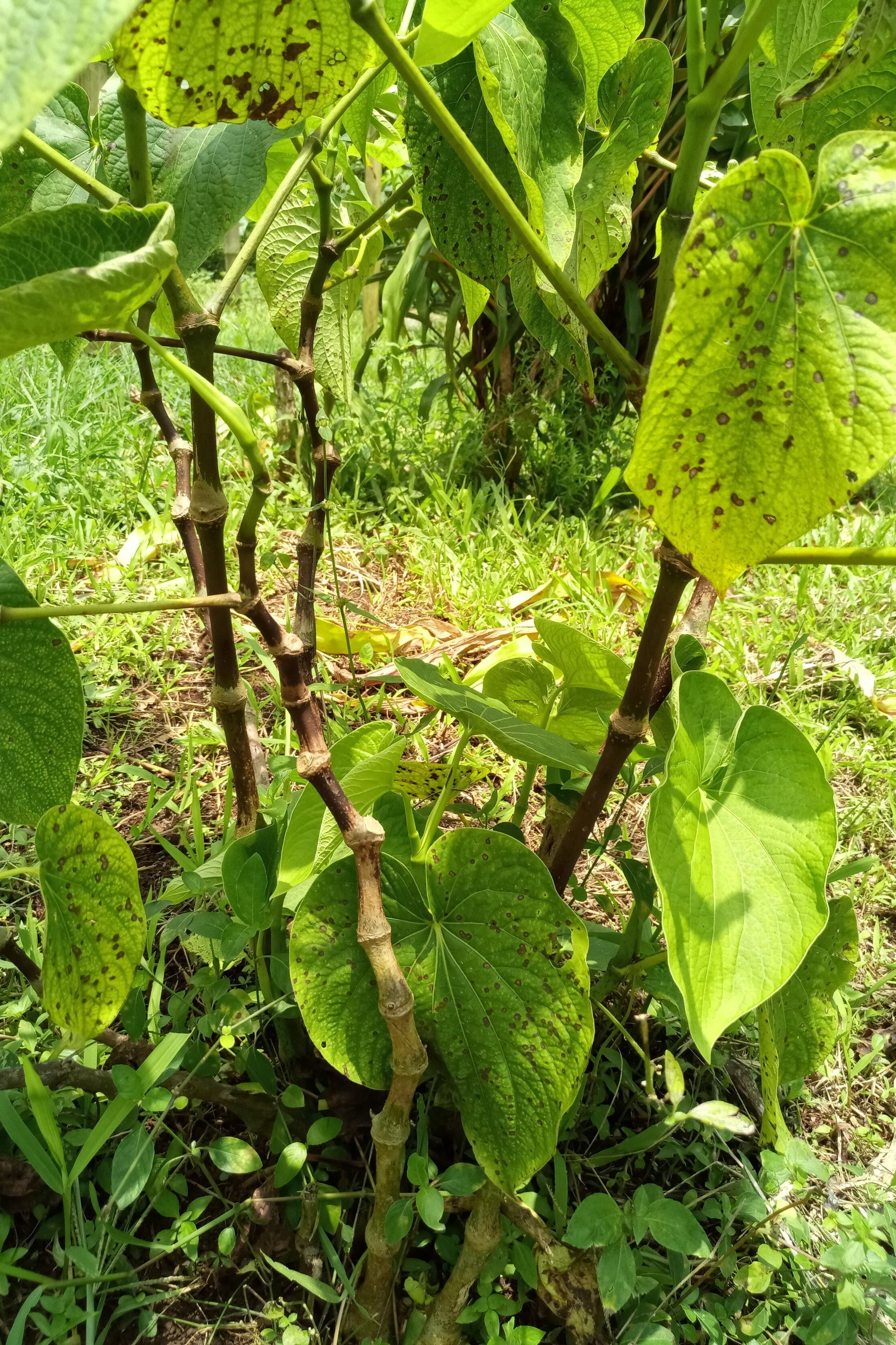 Bir Kar Single Cultivar Traditional Kava
