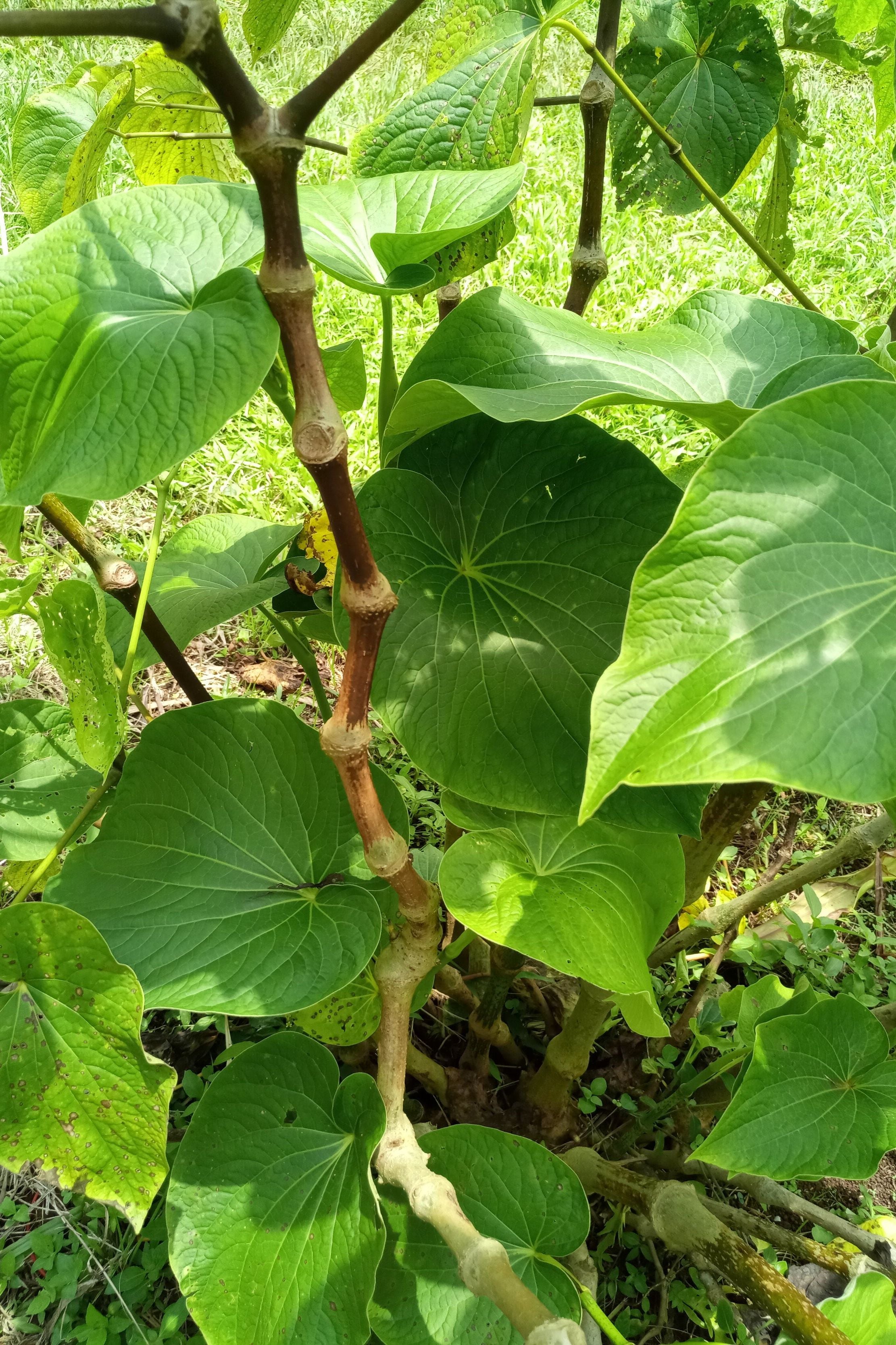 Bir Kar Single Cultivar Traditional Kava
