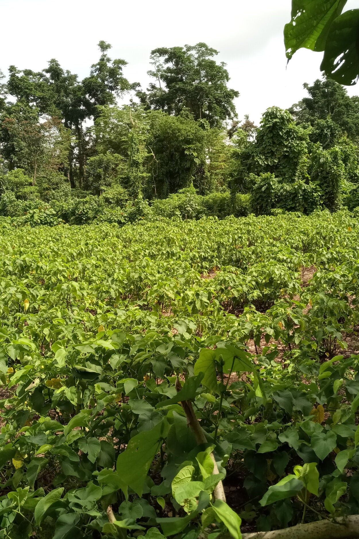 Bir Kar Single Cultivar Traditional Kava