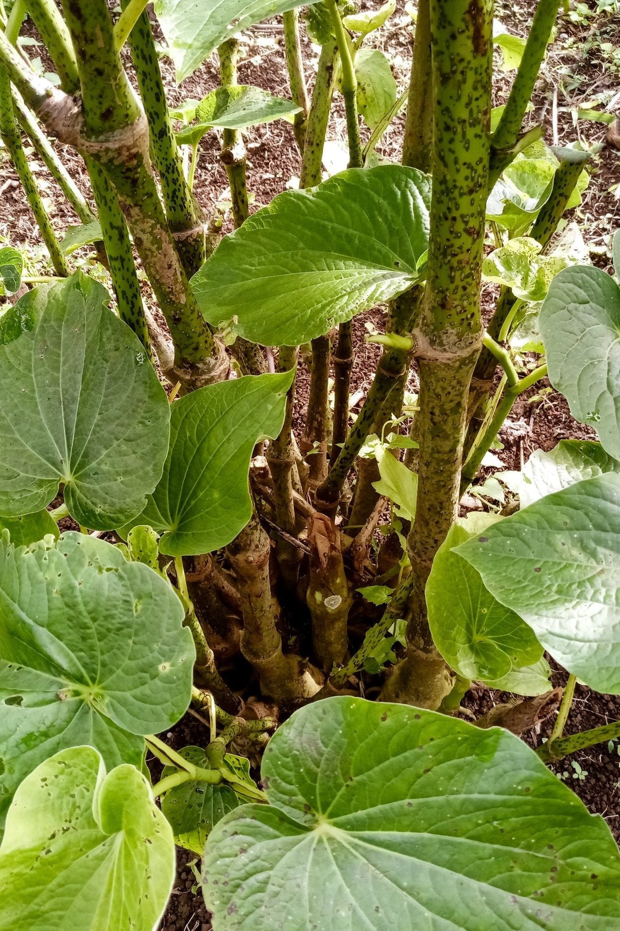 Kelai Single Cultivar Traditional Kava