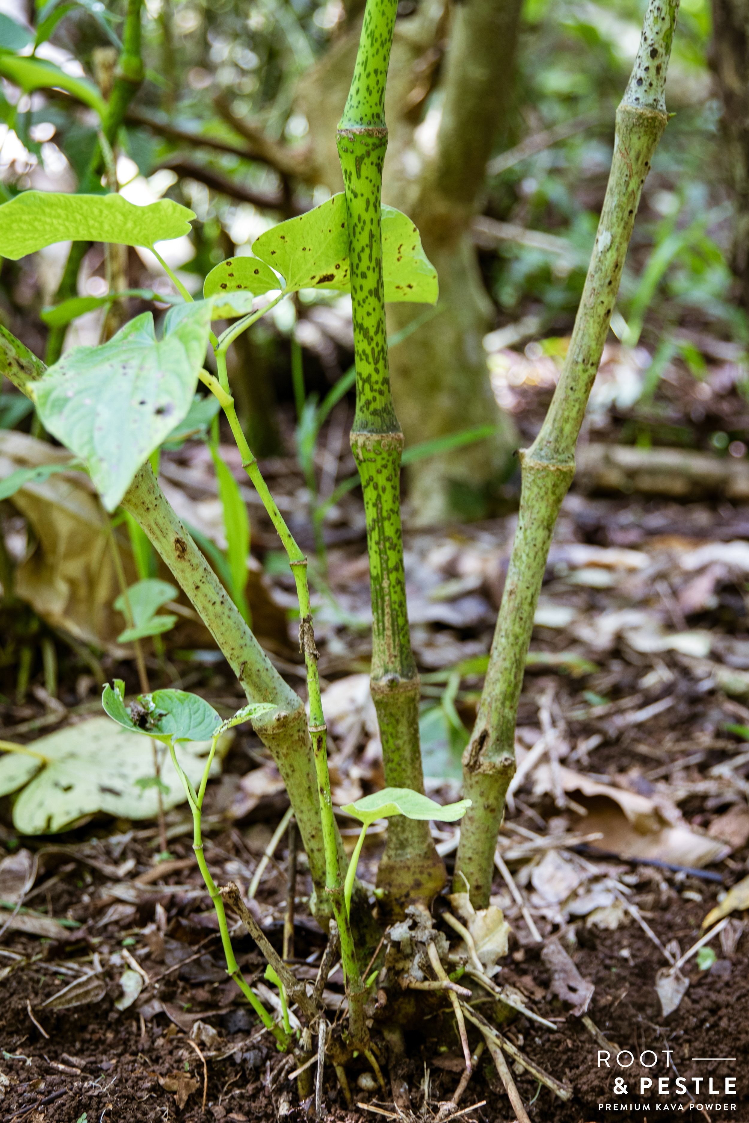 Kelai Single Cultivar Traditional Kava