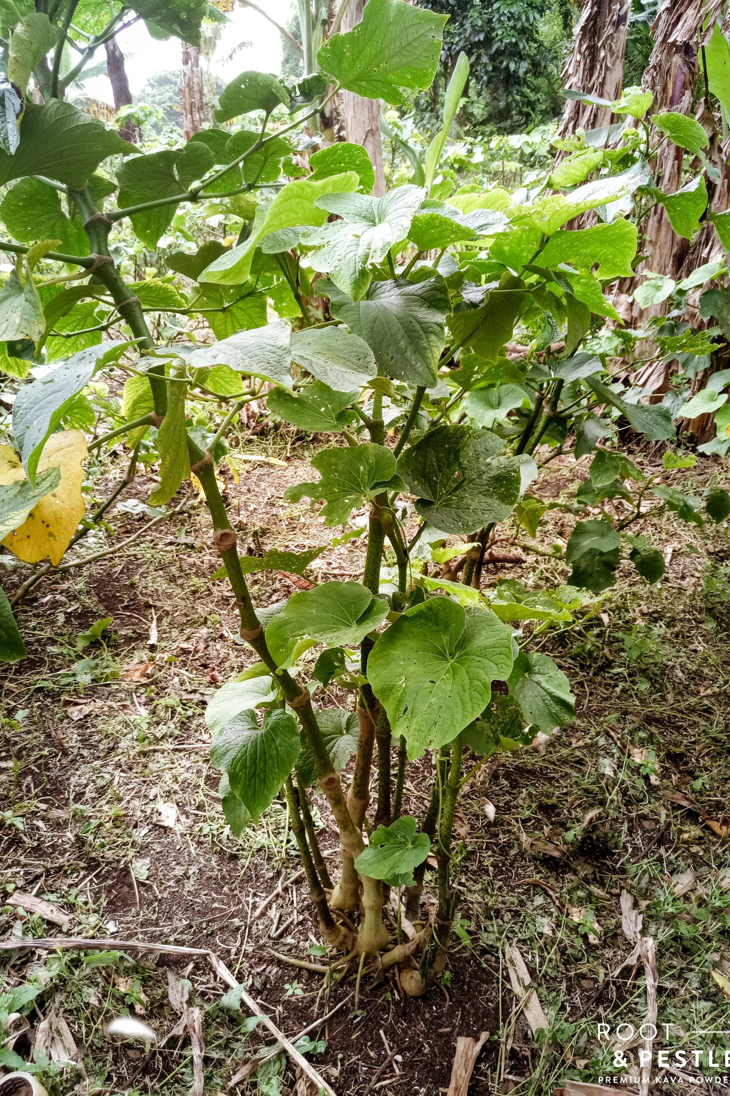 Kelai Single Cultivar Traditional Kava