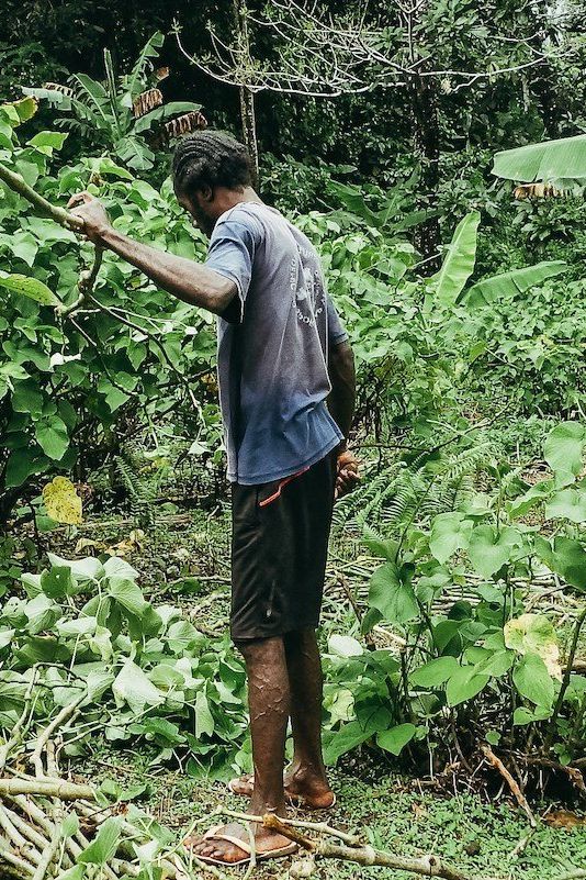 Puariki Single Cultivar Traditional Kava