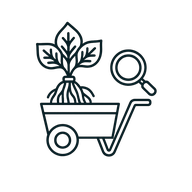Line icon of a harvested kava plant in a cart being inspected with a magnifying glass