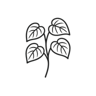 Line icon of a kava plant with roots